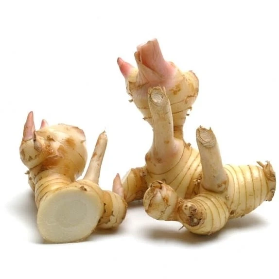 Высококачественный свежий корень галангела из Вьетнама по лучшей цене _ vikafoods (+ 84983028718)