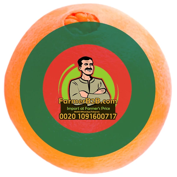 Особая скидка на 2021/2022 Бангладеш, Египетский свежий пупок оранжевого цвета сейчас доступны для бронирования (Высшее качество)