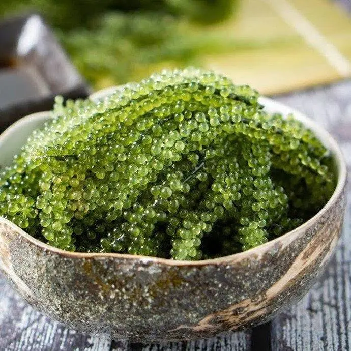  Соленый морской виноград/сушеный виноград/натуральный колбарпа линзолиферный порошок // мисс Ниан + 84 363 210 230