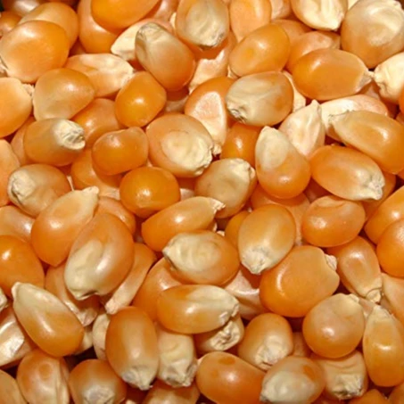 Сырые семена попкорна