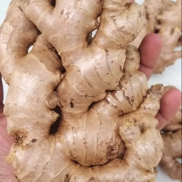 
GINGER SEEDS EXPORTS - MN GLOBAL IMPEX Comoros 