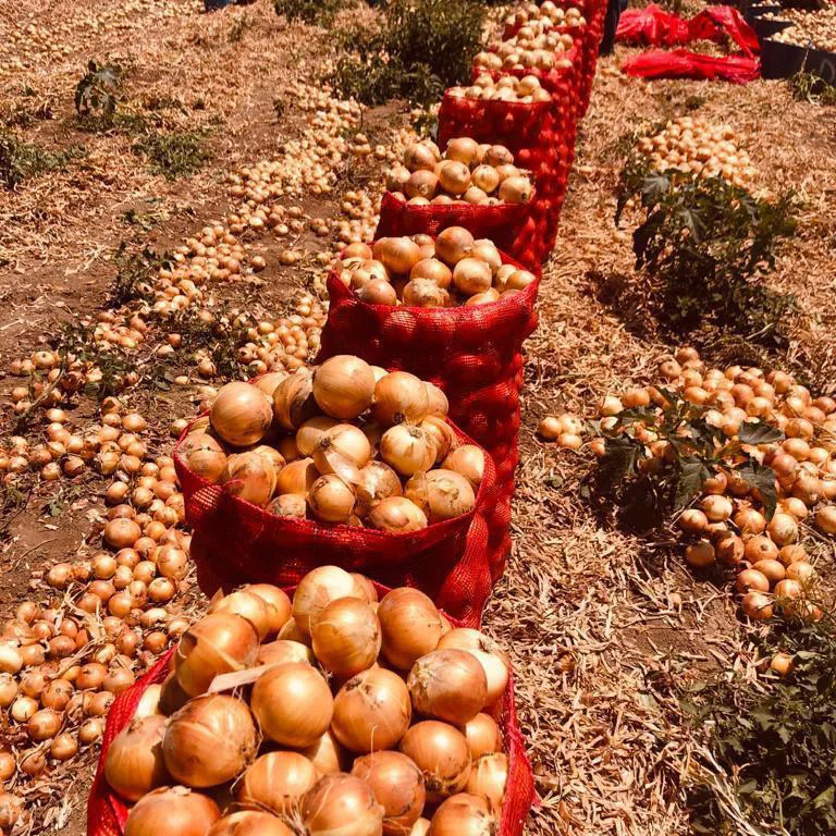 Egyptian Fresh Red Onion For Export