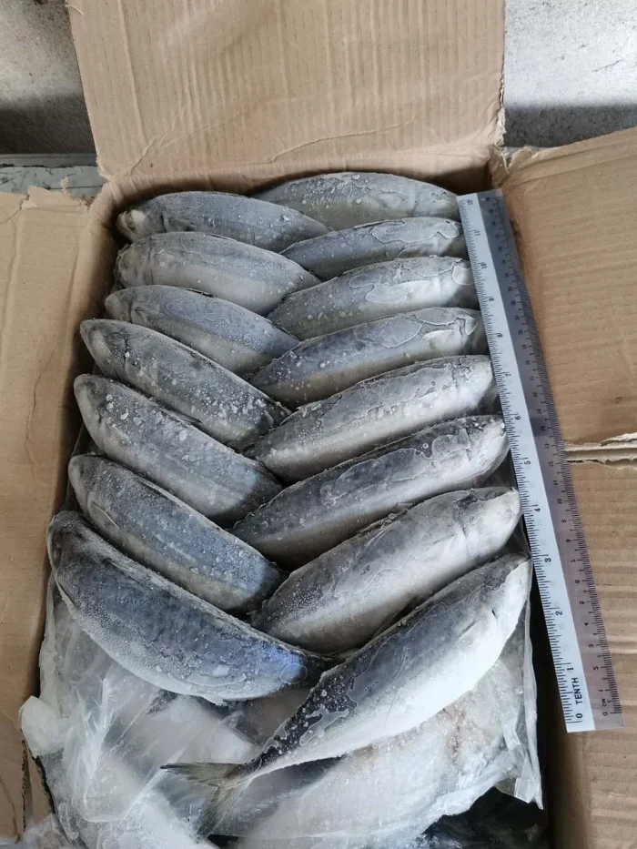 Wholesale Fresh Frozen Whole Round Indian Mackerel With Natural Color From Malaysia