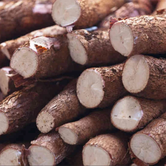 
Fresh Cassava in bulk 
