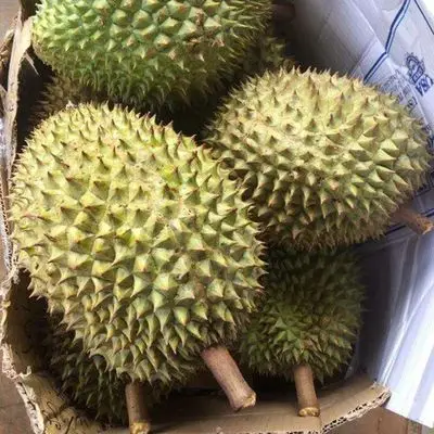 High Quality Sweet Fresh Durian Pack in Box For Sale