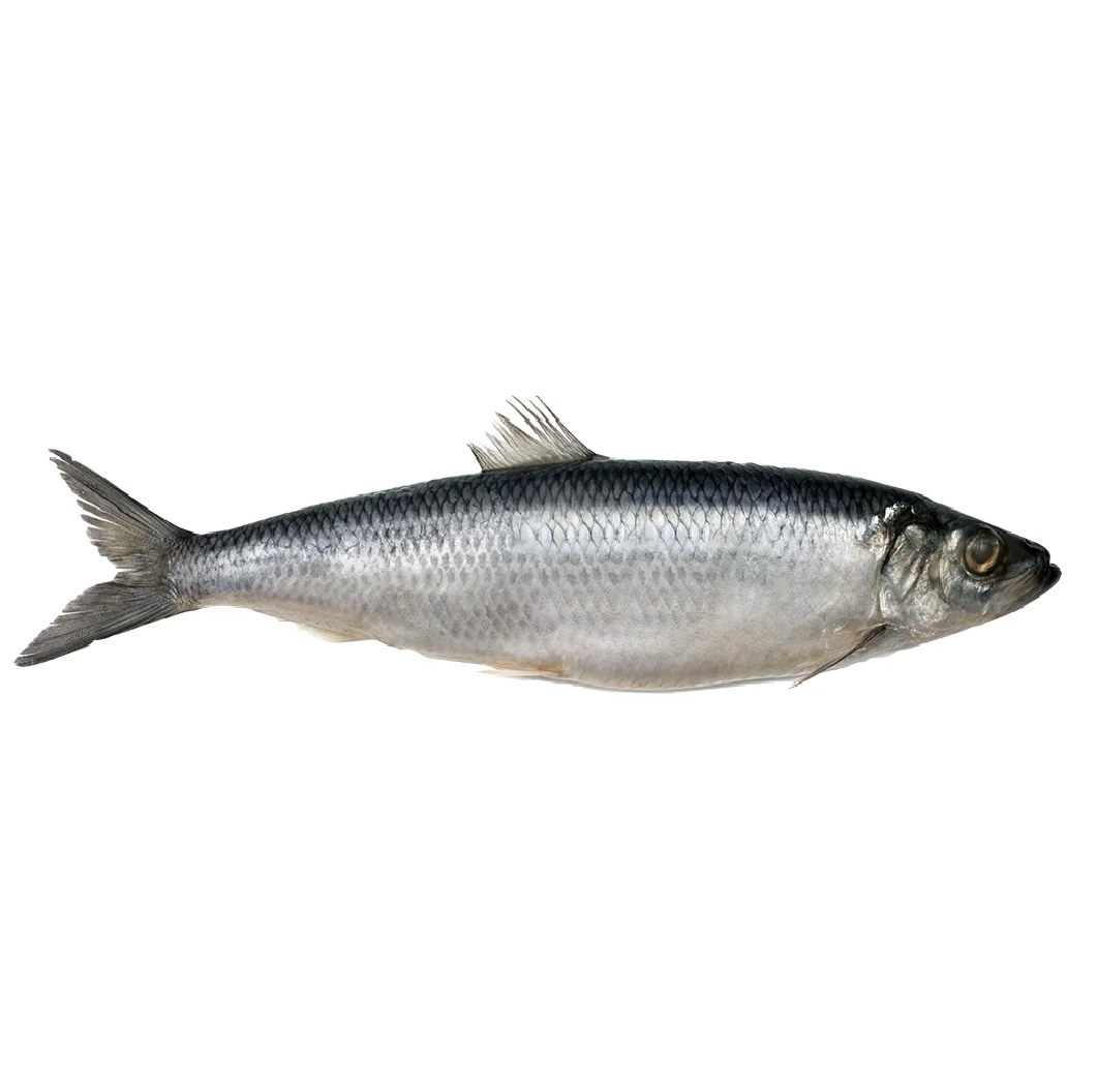 Premium quality frozen herring fish / Frozen Whole Atlantic Herring Fish