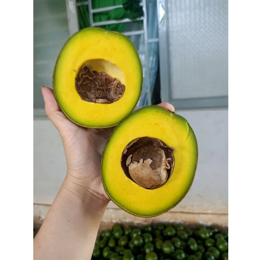 
Organic VIETGAP Certification 0,3kg - 0,8kg Per Piece Booth Avocado Fruit Fresh Fruits 