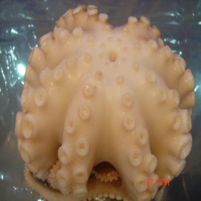 
HACCP/ISO Frozen Cut Baby Octopus/Baby Octopus 