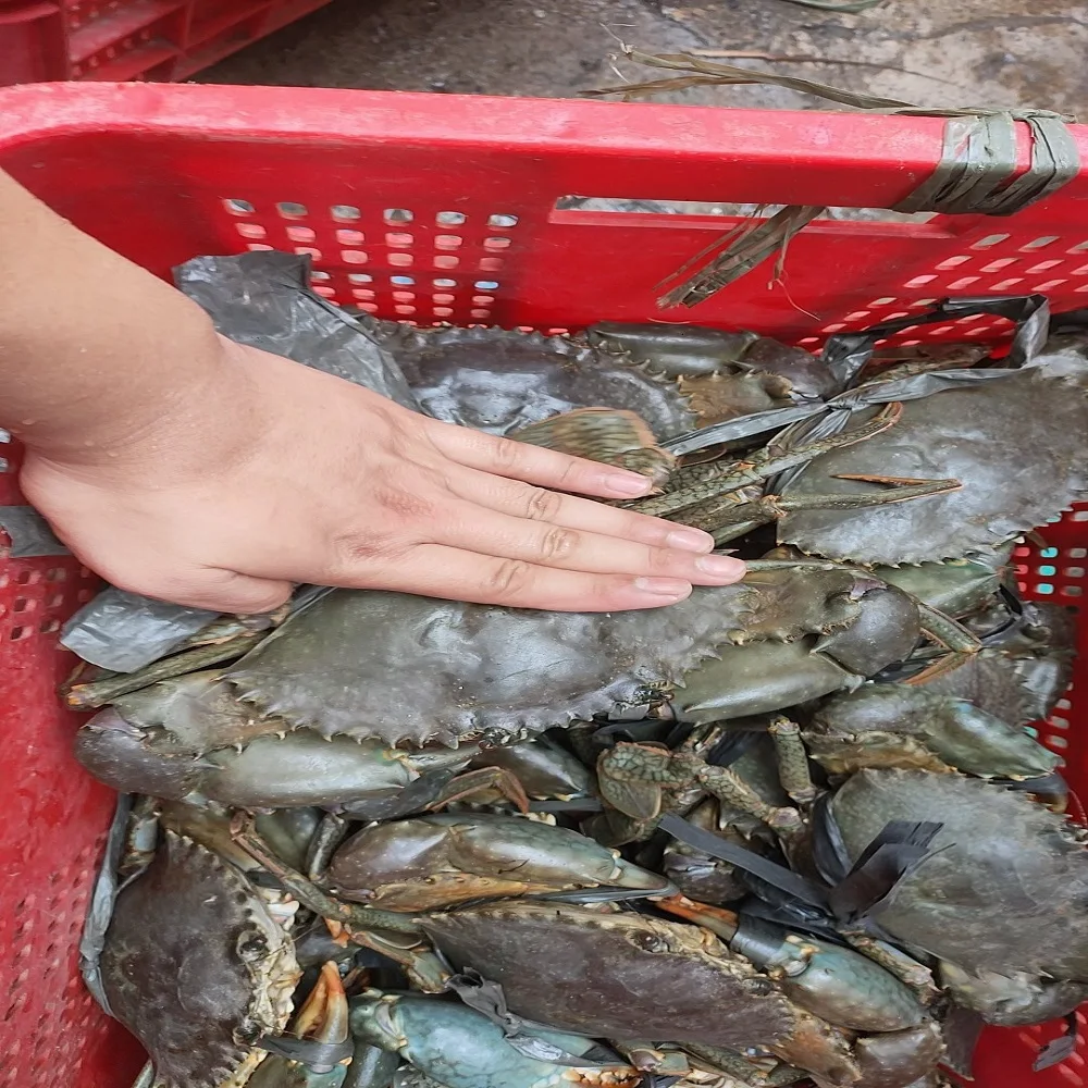 Замороженные крабы мясные королевские индонезийские морепродукты