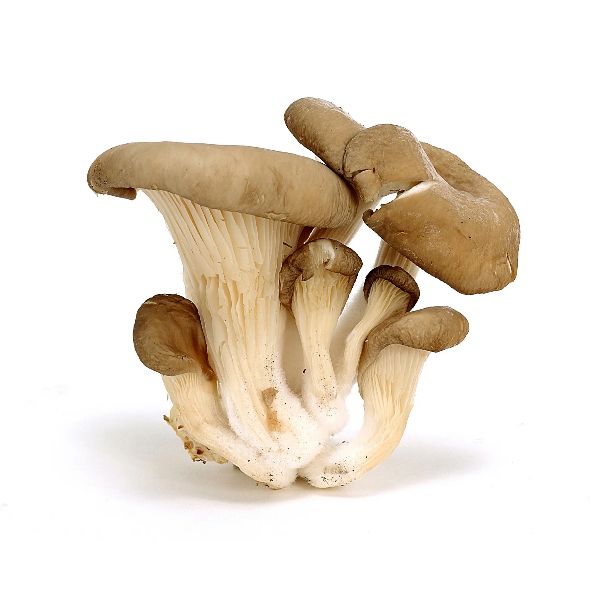 Oyester грибы нижнее белье высокого качества