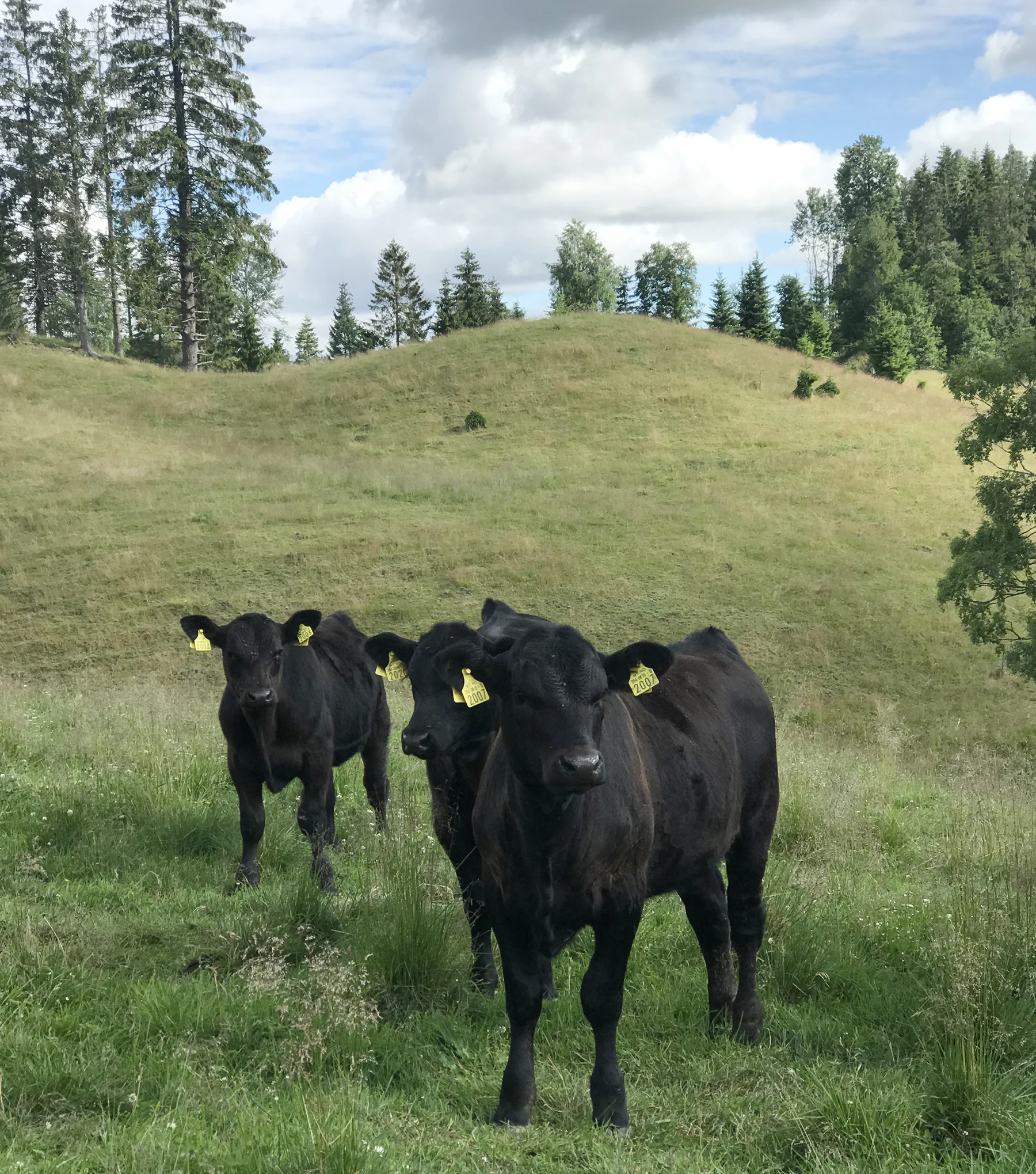 
Black Angus Cattle for sale 