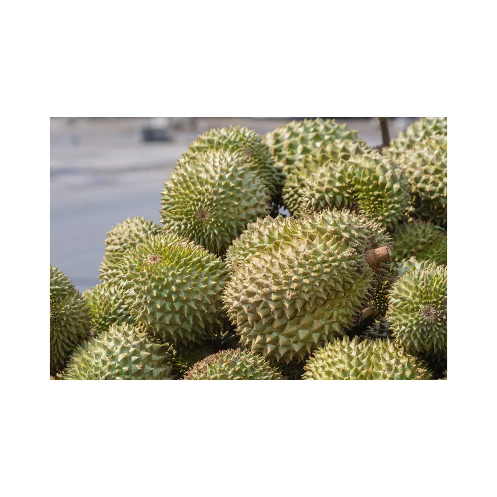 High Quality Durian Fruit cut from Thailand Wholesale Durian Fresh cut Durian Export to EU USA Japan Korea UAE Yellow Green Top