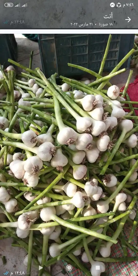 Свежий белый чеснок-красный