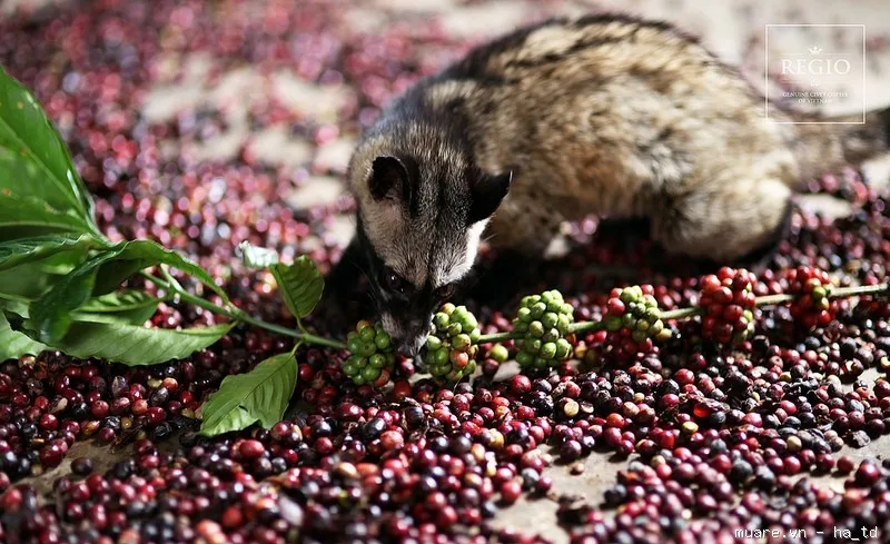 Best selling HACCP - ISO 9001:2015 Certificated No.1 Weasel Ground Coffee from Vietnam With Shelf Life 12 months