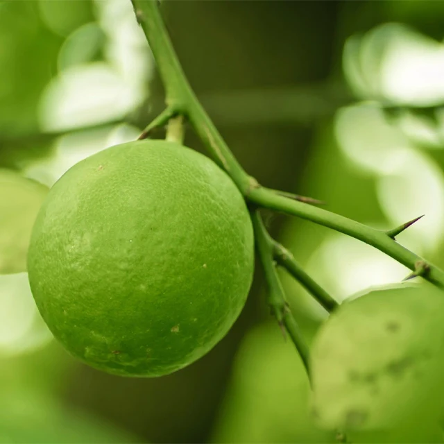 Fresh Super Delicious Taste Premium Quality Green Lemon - Whole Fruit Export