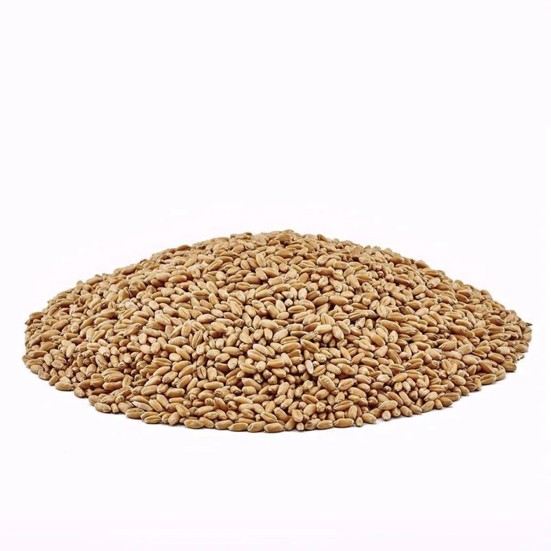 High Quality Soft Milling Wheat / Wheat Grain For Animal and Human Feed