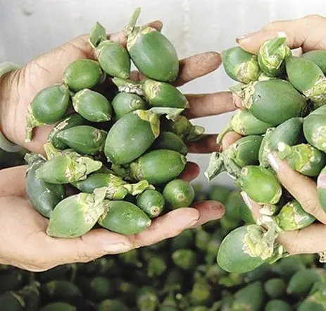 BETEL NUTS, ROUND OR A HALF ARECA NUTS HIGH QUALITY