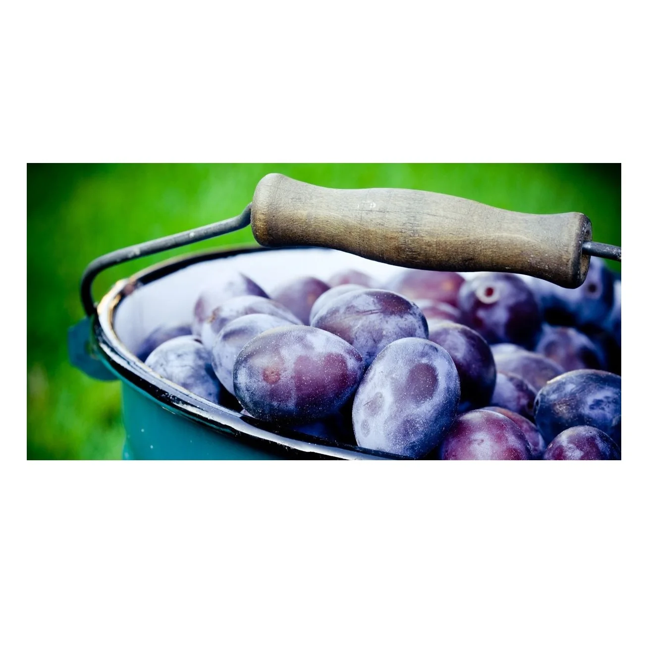 
Wholesale Dealer Of Cheapest Price FRESH PLUMS 