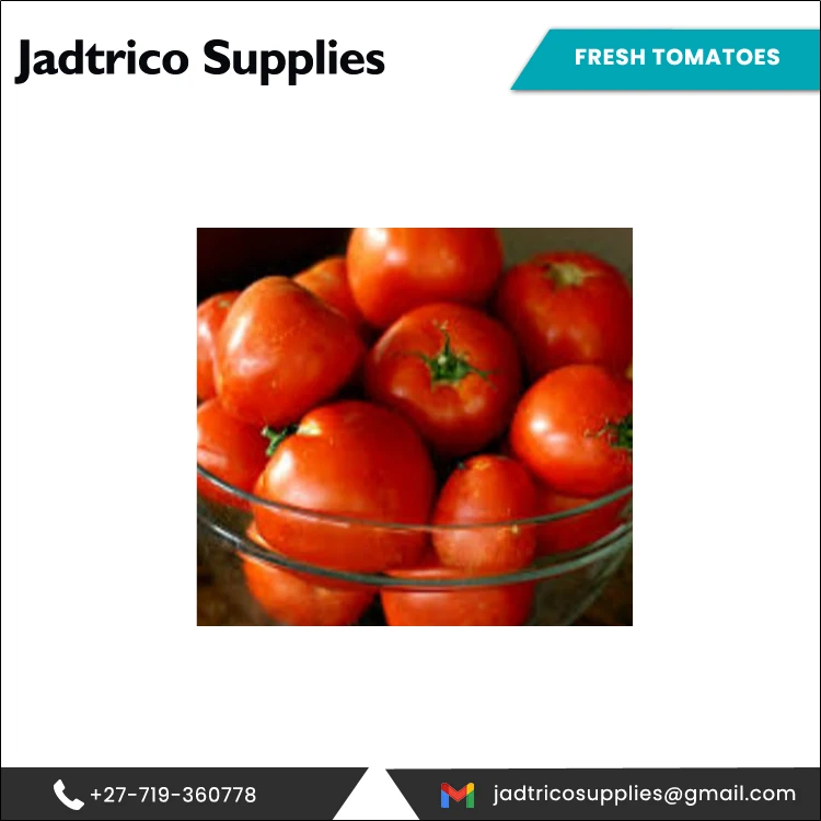 Прямая продажа с завода оптовая свежие овощи красного цвета для фермы помидоры от надежного поставщика