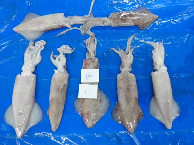 
squid Whole Round 