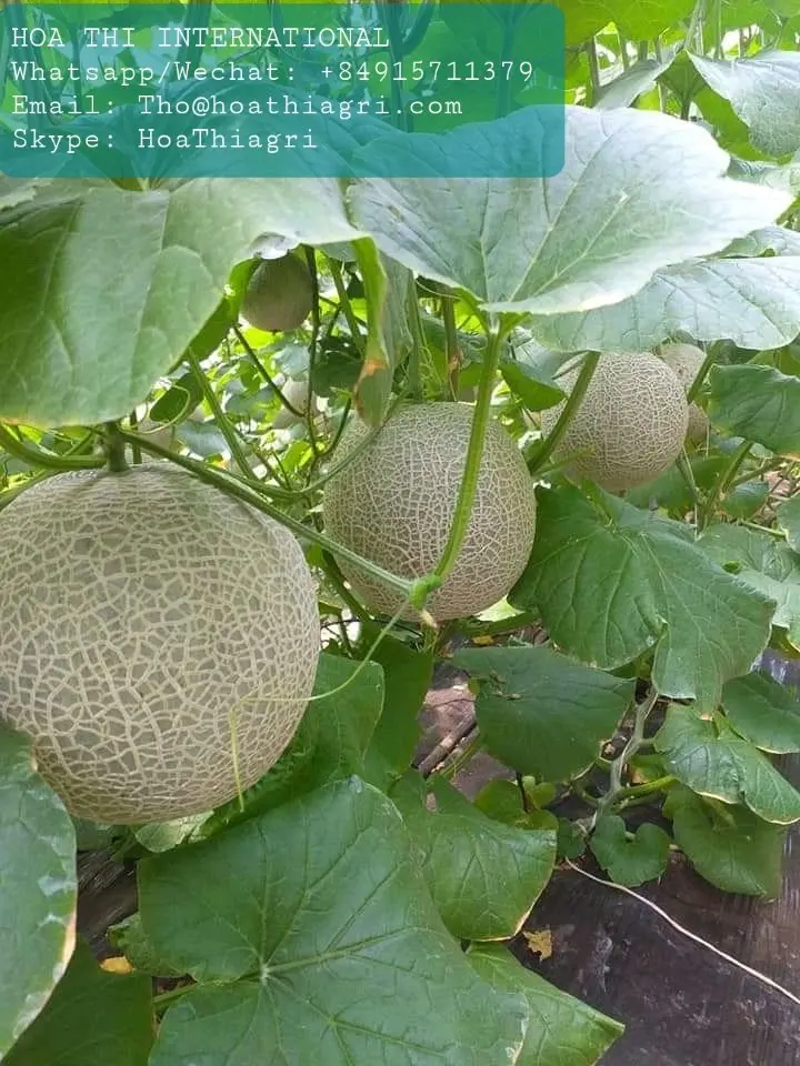 Органическое культивирование, 100% натуральная свежая Мускусная Дыня премиум-класса, размер 1,0-2,0 кг, высокое качество, Лучшая цена