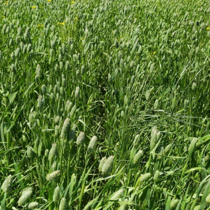 Canary Seeds Alpiste (Birdseeds). Hot sale!