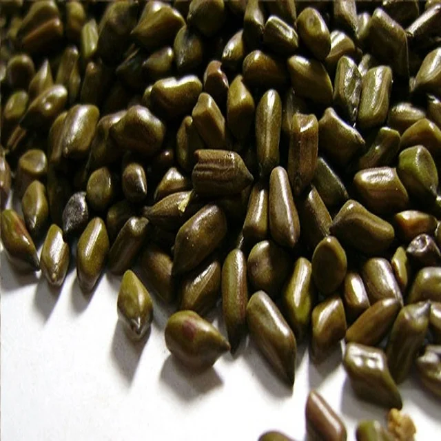 Cassia tora 100% Natural organic