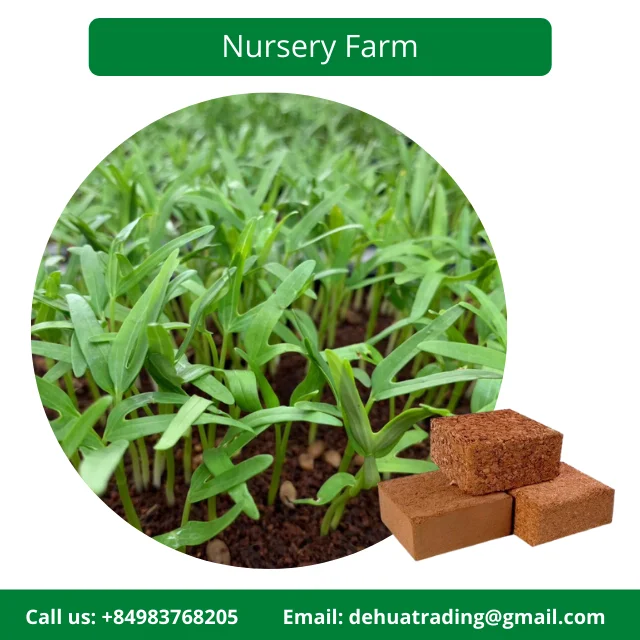 Famous Brand Bentre Coconut Coir in Vietnam Coco Peat Brick 5KG Customizable with Affordable Price