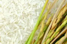 Wholesale Price Soft Texture White Basmati Rice Long Grain Basmati Rice from Top Listed Supplier