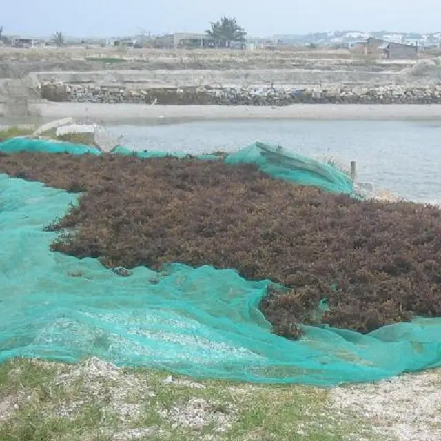 Naturally Sargassum Seaweed Powder - Dried Sargassum Seaweed  from Vietnam / Shyn Tran +84382089109