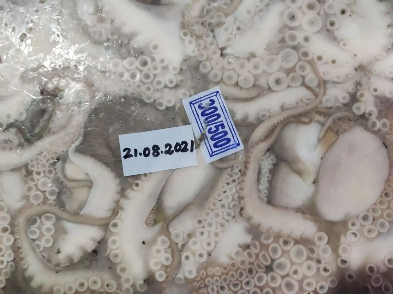 Frozen Baby Octopus whole block frozen from India