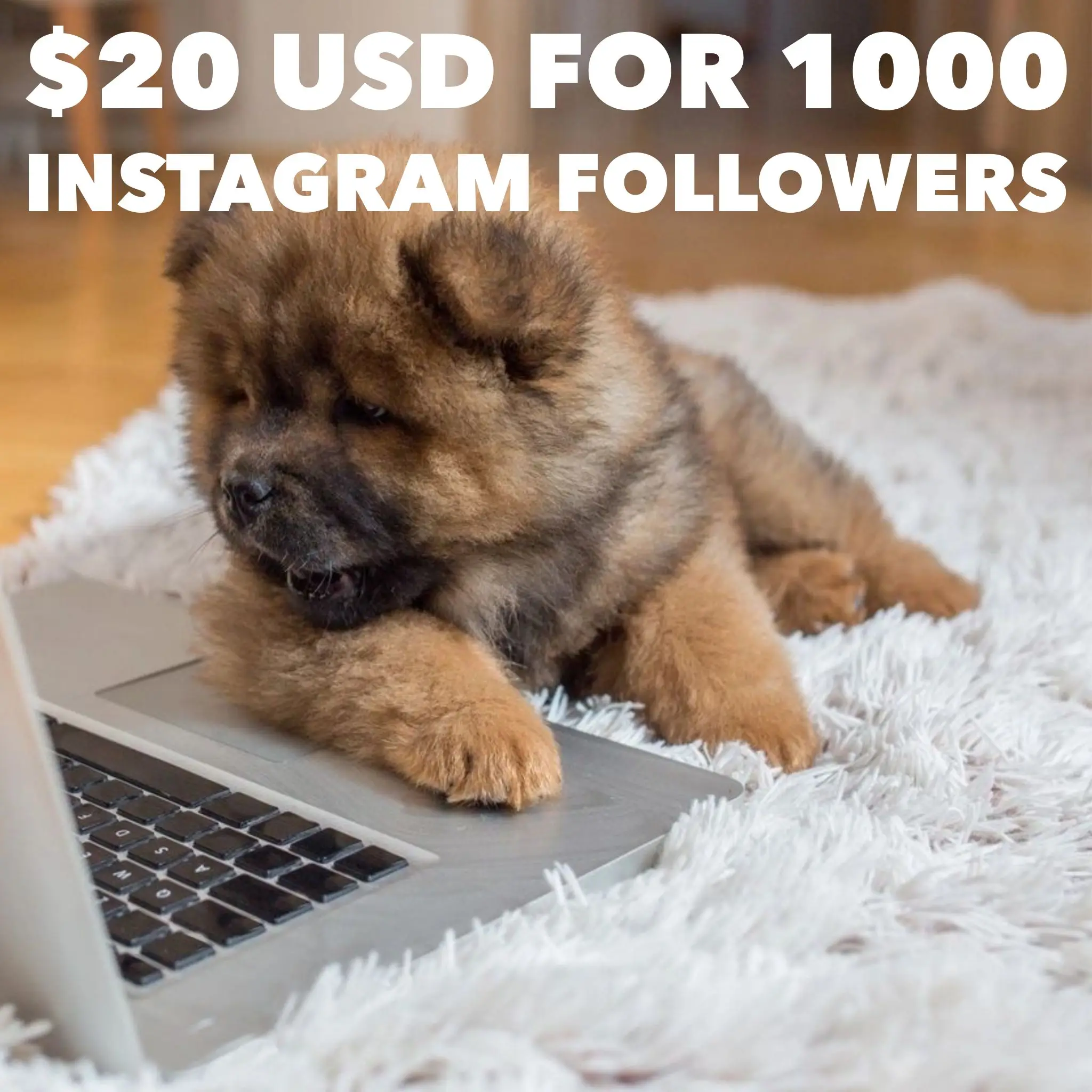 Improve User Visibility & Traffic With 1000 Followers On Instagram for $20 USD