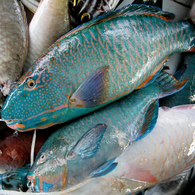 
Best Seller of Cheap Whole Fresh parrot Fish/Whole Parrot Fish/Seafood! 