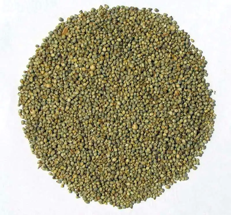 
White millet seed green millet seed indian millet seeds bajra seed 
