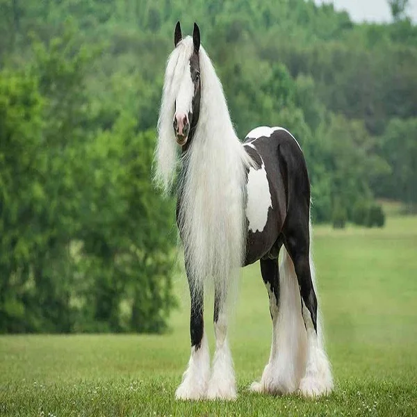 
Wholesale price for Live Irish Cob horse 