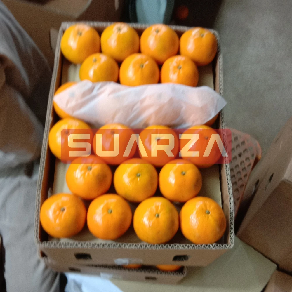 Certified Fresh Orange exporter In Pakistan