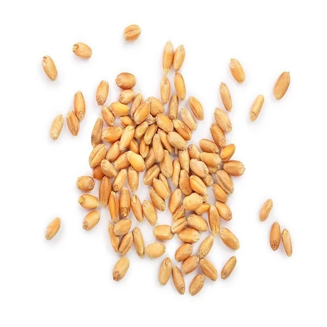 New crop high quality wheat grain in bulk from Thailand manufacturer best price wheat grains supplier