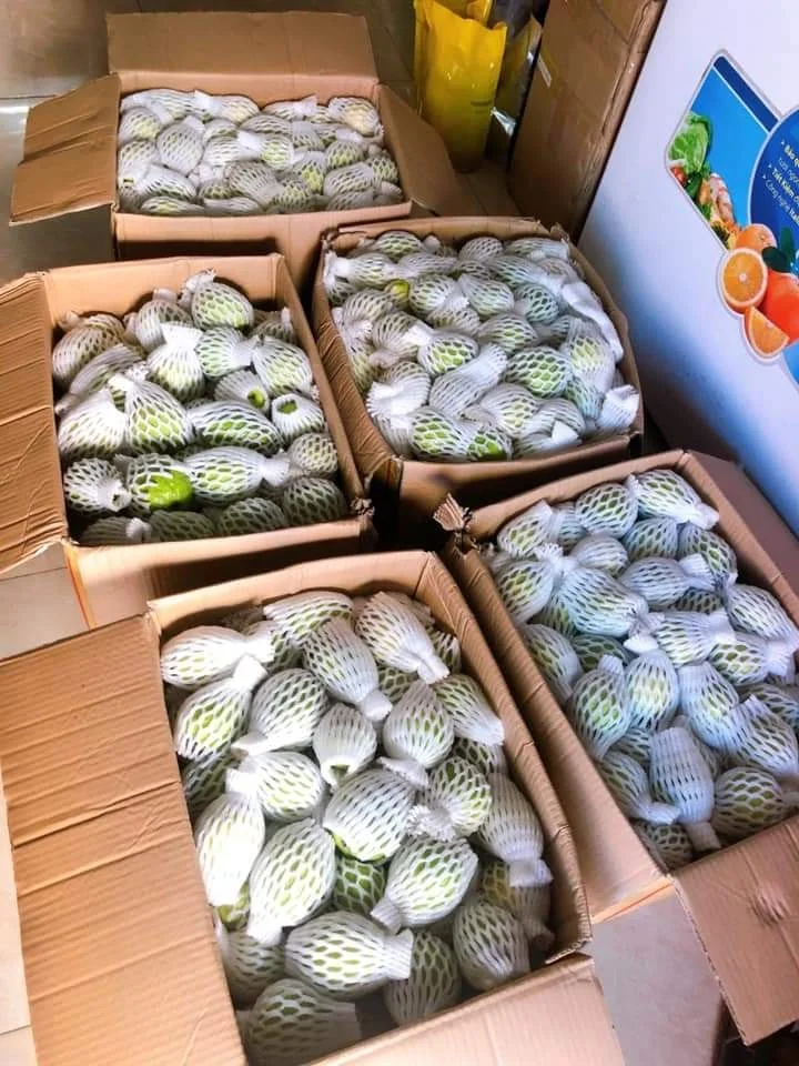 
2021 Fresh Guava Made From Vietnam Packed In Carton 5Kg 9Kg 9.5Kg 10Kg Net Weight 0084 947 900 124 