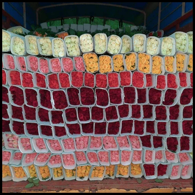 Индийская свежая Роза bohвозле