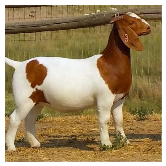 
Quality South Africa Live Pure Breed Boer Goat Health Certified Boer Goats 55kg 