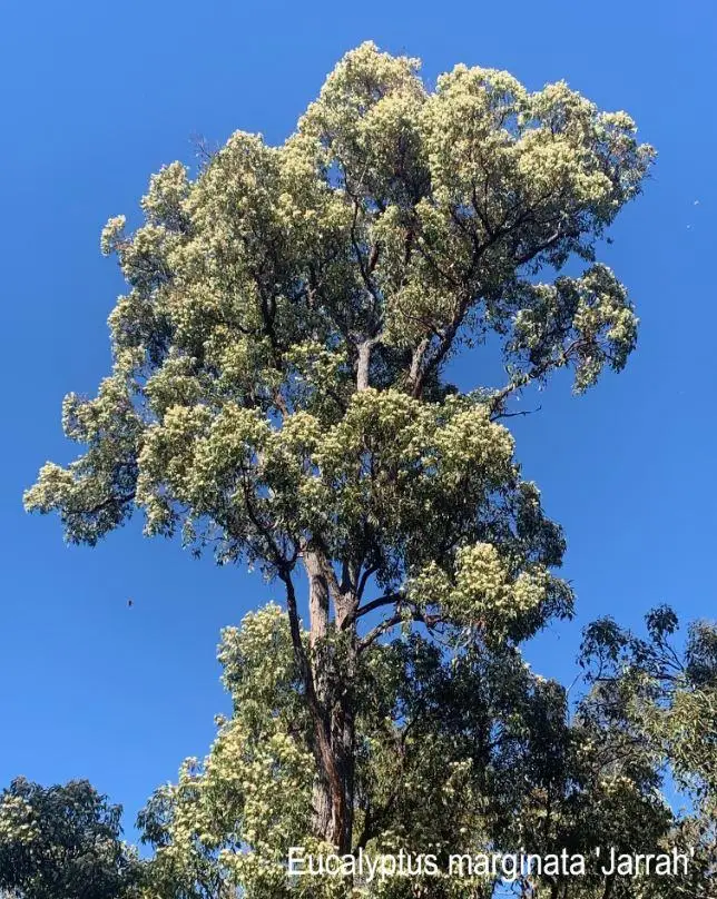 
100% Pure 21kg Bucket No Additives Malt-like Flavor Nutty TA35+ Jarrah Honey With Shelf Life 3 Years+ From Australia 