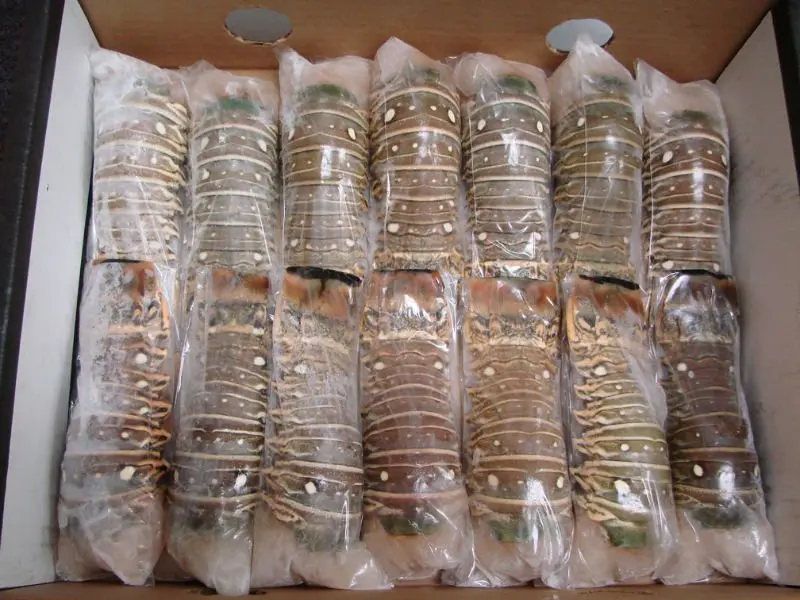 
Frozen Lobster / Frozen Lobster Tails / Fresh Live Lobsters 