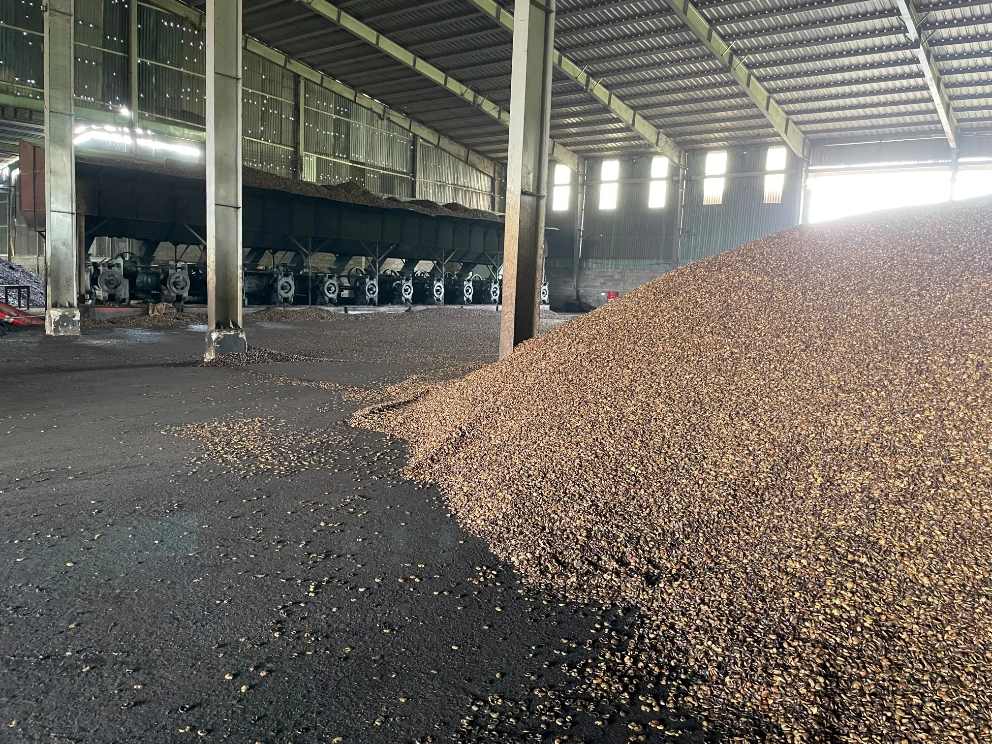 CASHEW NUT SHELL EXTRACTION / Wholesale Cashew nut shell liquid (Quick response and Fast delivery)
