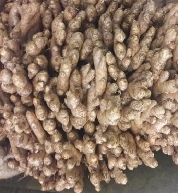 Wholesale Supply of South African Fresh Ginger