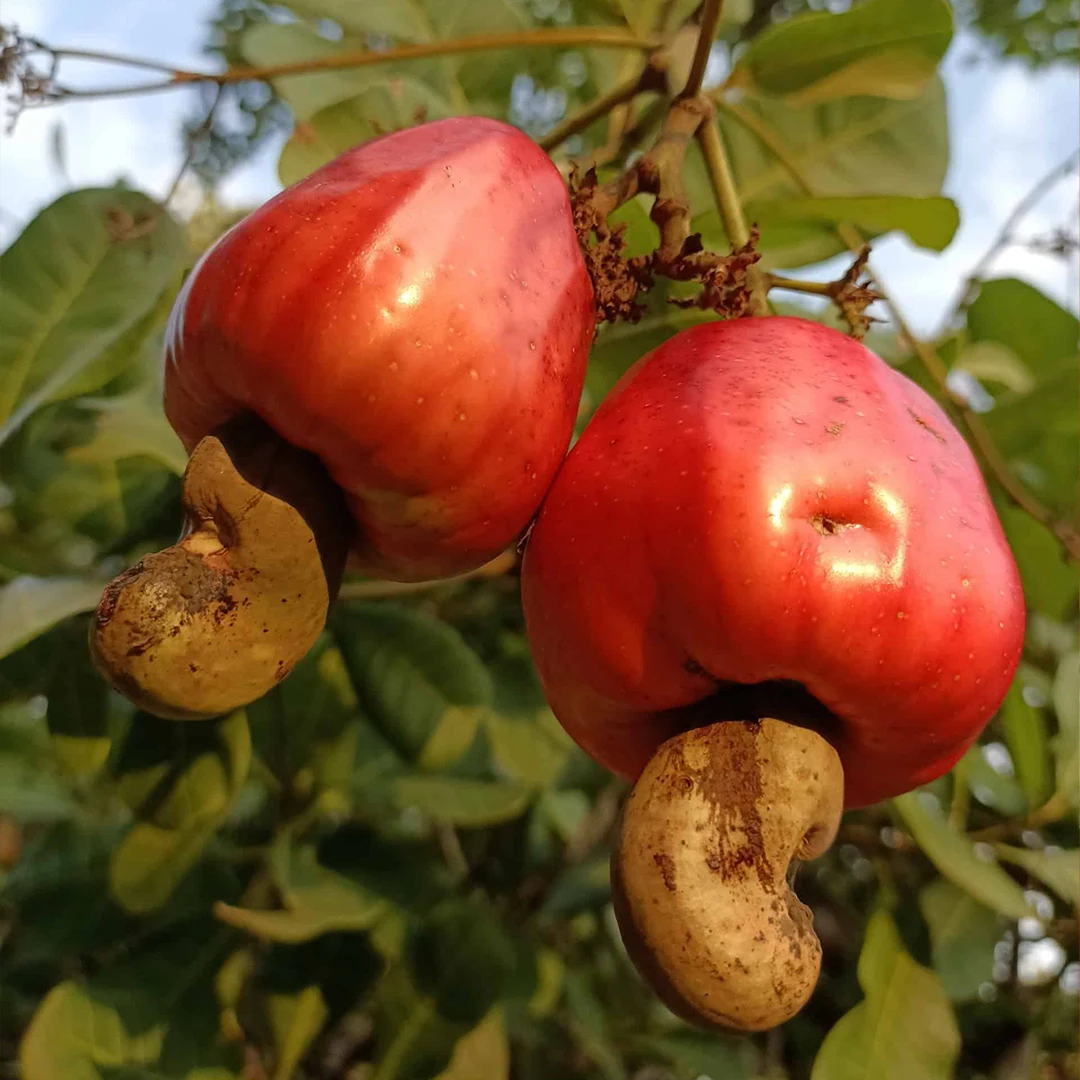 Соленый жареный контейнер для орехов кешью вес пластмассы 380 г орех Прямая поставка с использованием сушеных пластиковых