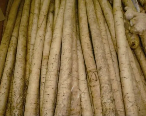 
Fresh Burdock/Golden Burdock 