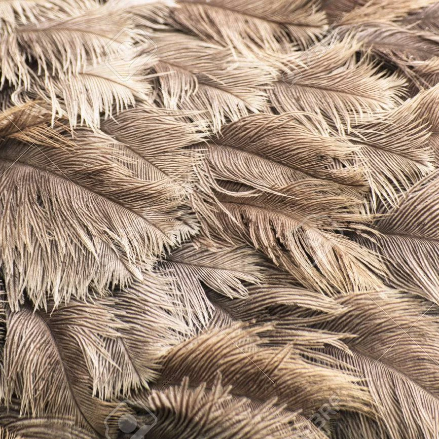 Оптовая продажа с фабрики, декоративные перья, натуральные страусиные перья, дешево для свадебного украшения, цветные перья 10-12 дюймов (25-30 см)