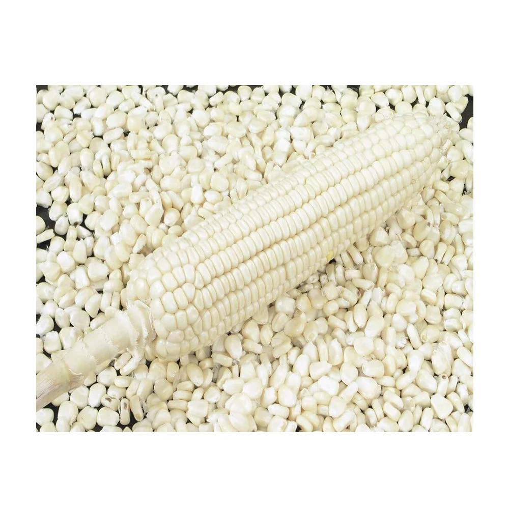 Bulk Quantity Best quality white Non Gmo  maize for export