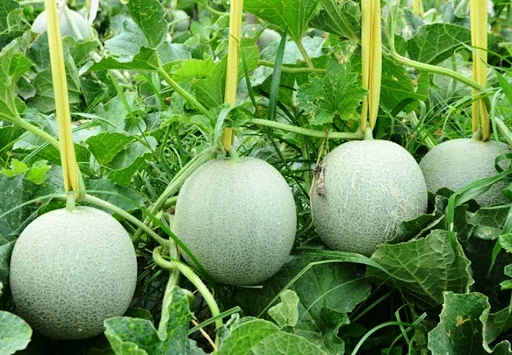 
Available Fresh Melon Exported Large Quantitys Premium Cantaloupe Taken Care By Japanese Standard Procedure 