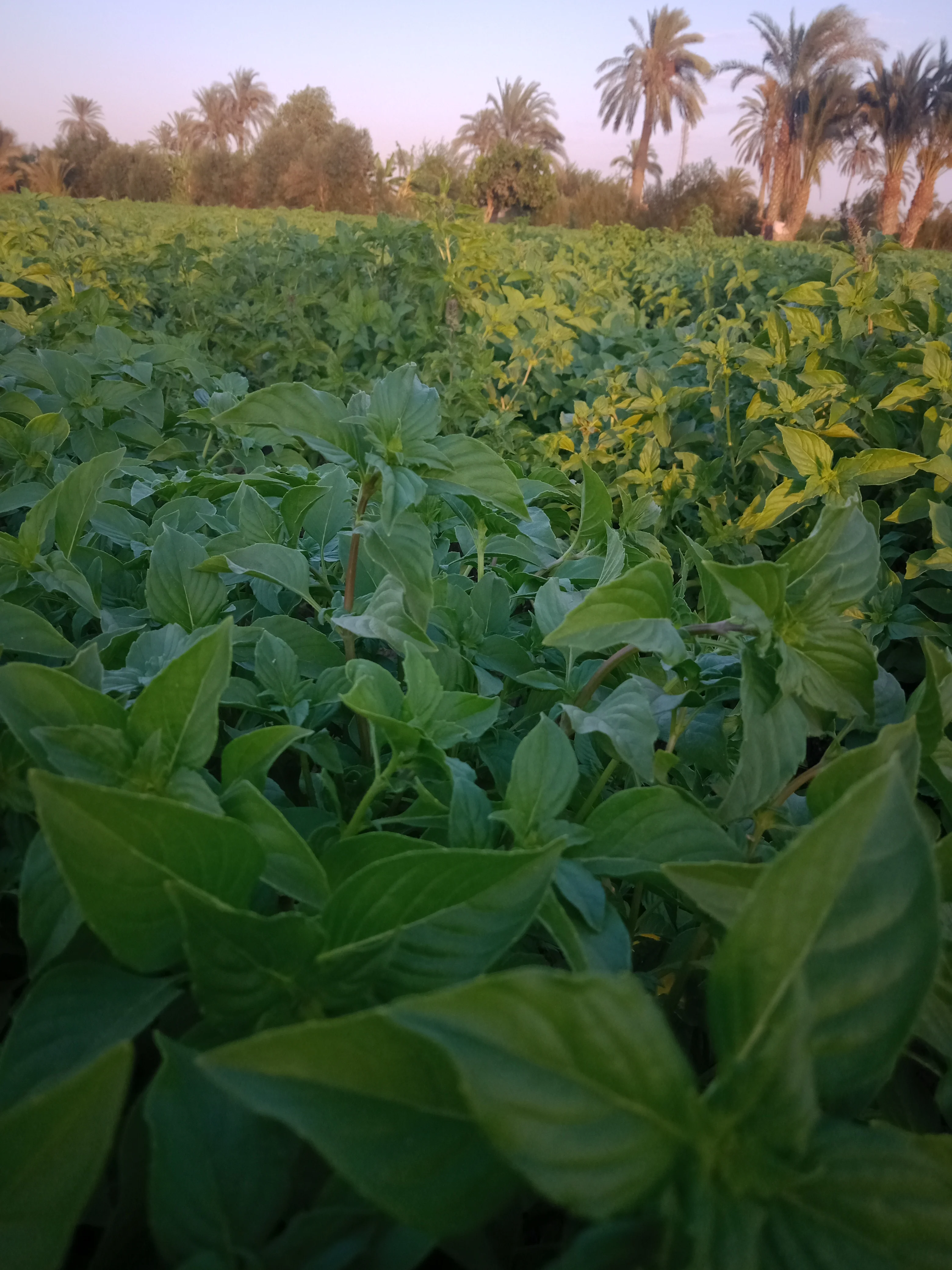 Высококачественные листья базилика Сухие Органические сушеные оптом